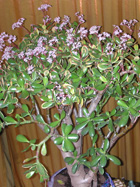 feng shui novac