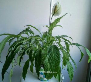 vodeni-ljiljan-biljka