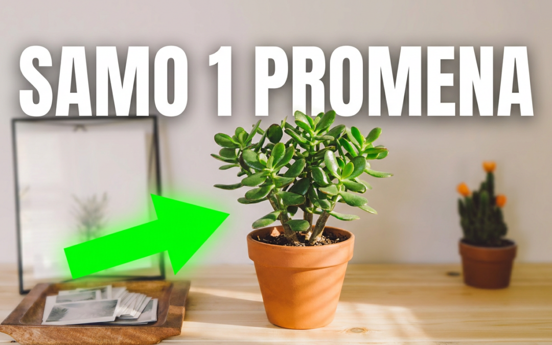 Feng shui biljke za ljubav, novac, harmoniju